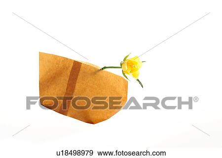 Single yellow rose in a paper bag View Large Photo Image Stock Photo - Single yellow rose in a paper bag. Fotosearch