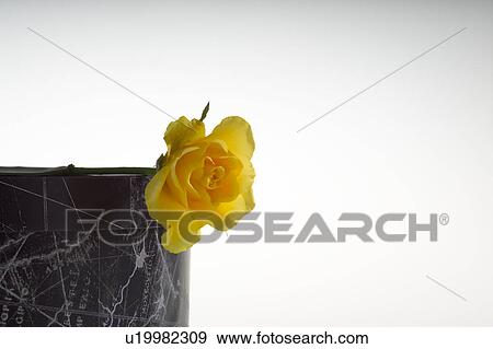 Single yellow rose on a box View Large Photo Image Stock Photo - Single yellow rose on a box. Fotosearch