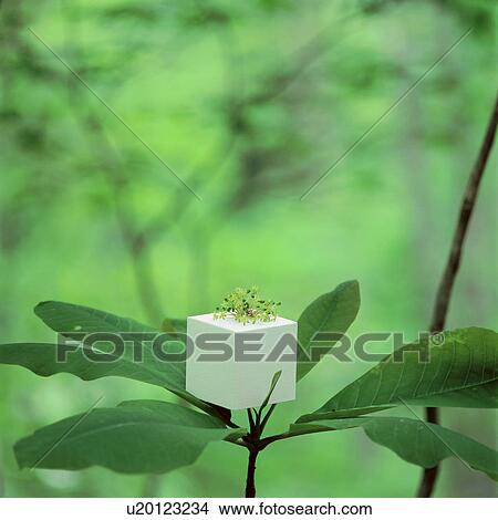 Small gift box on a plant View Large Photo Image Picture - Small gift box on a plant. Fotosearch