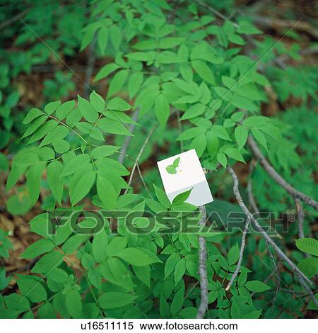 Small gift box on a tree View Large Photo Image Stock Photography - Small gift box on a tree. Fotosearch