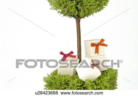 Stock Photo - Small gift boxes on a potted plant. Fotosearch