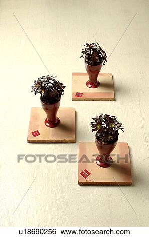 Three potted plant (aeonium arboreum) View Large Photo Image Stock Photograph - Three potted plant (aeonium arboreum). Fotosearch