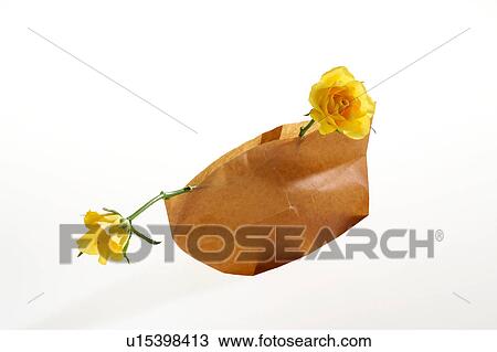 Two yellow roses in a paper bag View Large Photo Image Stock Image - Two yellow roses in a paper bag. Fotosearch