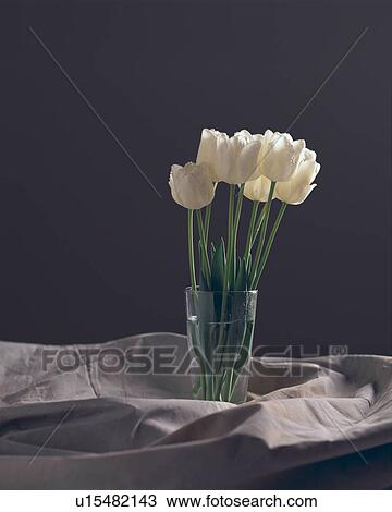Stock Image - White tulips in a vase. Fotosearch