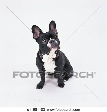 A 黒 フランスのブルドッグ モデル ストックイメージ U Fotosearch