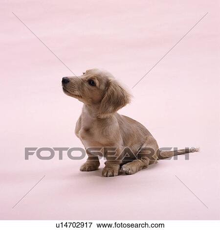 Stock Photo - A beige small dachshund sitting. Fotosearch