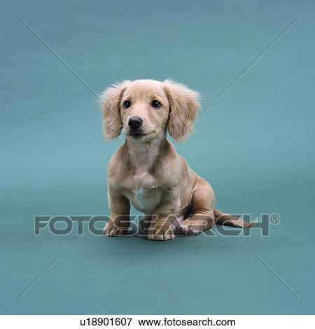 A beige small dachshund sitting View Large Photo Image Stock Photo - A beige small dachshund sitting. Fotosearch