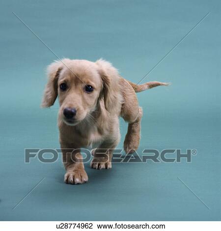 A beige small dachshund walking View Large Photo Image Stock Image - A beige small dachshund walking. Fotosearch
