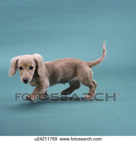 Stock Photo - A beige small dachshund walking. Fotosearch