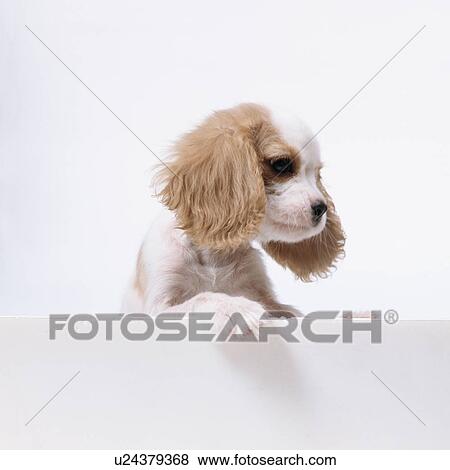 Stock Photo - A Cavalier King Charles Spaniel standing. Fotosearch