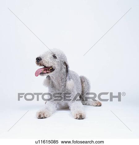 Stock Photography - A cute Bedlington terrier lying. Fotosearch