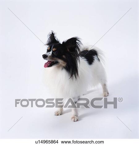 Picture - A small Papillon barking. Fotosearch
