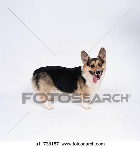 Stock Photo - A Welsh Corgi standing. Fotosearch