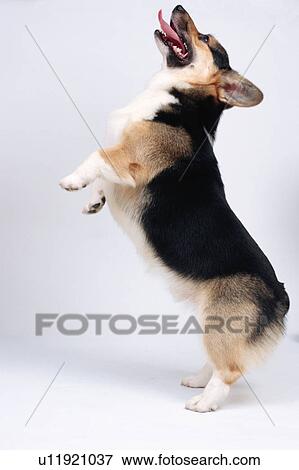 Stock Photo - A Welsh Corgi standing. Fotosearch