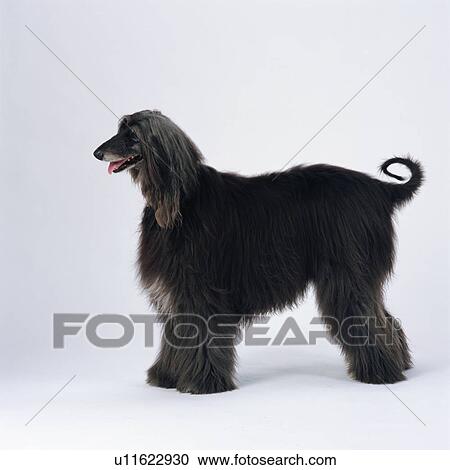 Afghan hound standing View Large Photo Image Stock Image - Afghan hound standing. Fotosearch
