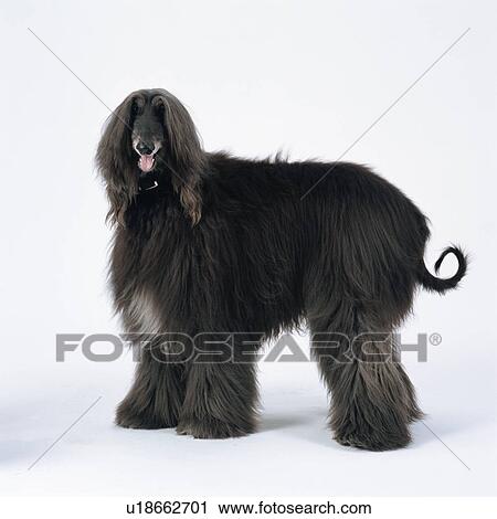 Afghan hound standing View Large Photo Image Stock Image - Afghan hound standing. Fotosearch