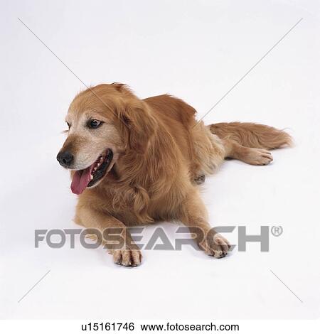 An adult golden retriever lying View Large Photo Image Stock Photograph - An adult golden retriever lying. Fotosearch