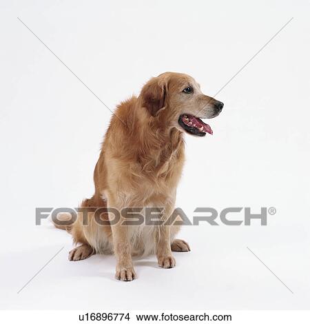 An adult golden retriever sitting View Large Photo Image Picture - An adult golden retriever sitting. Fotosearch