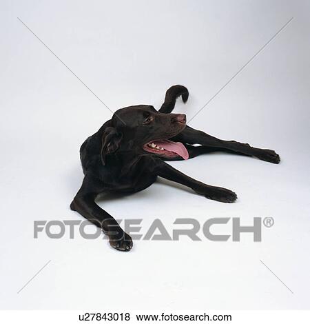 Stock Photo - Black Labrador retriever lying. Fotosearch