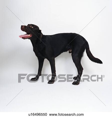 Black Labrador retriever standing View Large Photo Image Stock Image - Black Labrador retriever standing. Fotosearch