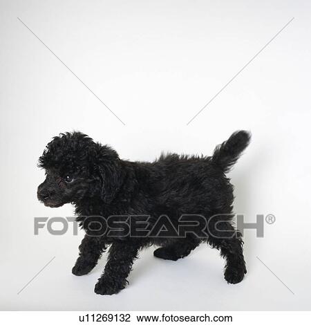 Black toy poodle standing View Large Photo Image Stock Image - Black toy poodle standing. Fotosearch