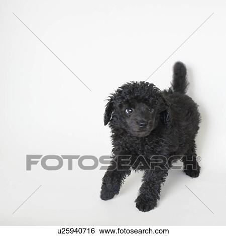 Black toy poodle standing View Large Photo Image Stock Photograph - Black toy poodle standing. Fotosearch