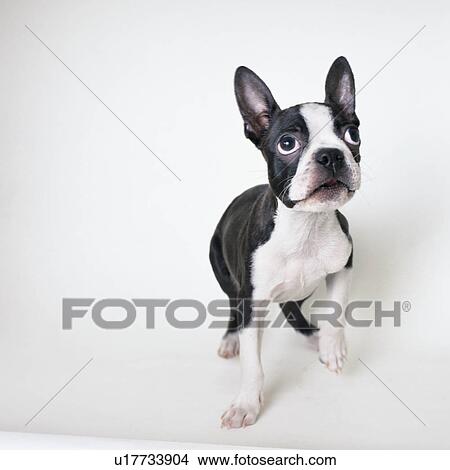 Boston terrier looking up View Large Photo Image Picture - Boston terrier looking up. Fotosearch