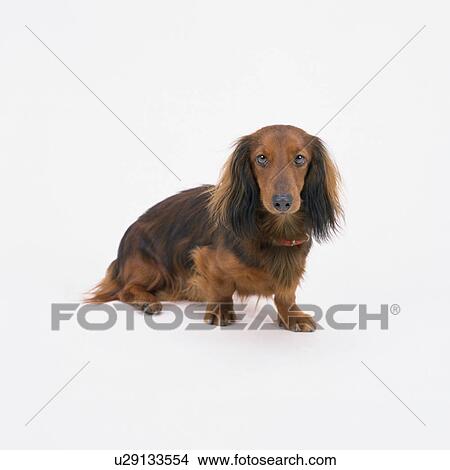 Brown dachshund standing View Large Photo Image Picture - Brown dachshund standing. Fotosearch
