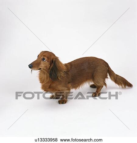 Brown dachshund standing View Large Photo Image Stock Photo - Brown dachshund standing. Fotosearch