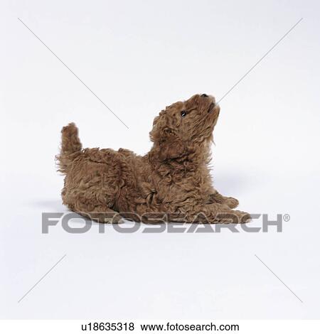 Brown toy poodle looking up View Large Photo Image Stock Photo - Brown toy poodle looking up. Fotosearch