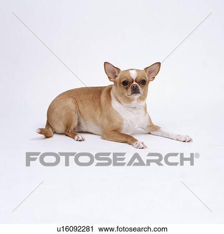 Chihuahua sitting View Large Photo Image Stock Image - Chihuahua sitting. Fotosearch
