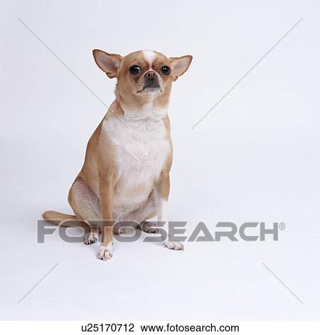 Stock Image - Chihuahua sitting. Fotosearch