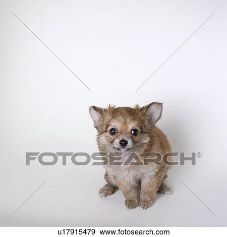 Chihuahua sitting View Large Photo Image Stock Photo - Chihuahua sitting. Fotosearch