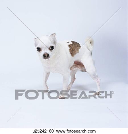 Chihuahua standing View Large Photo Image Stock Image - Chihuahua standing. Fotosearch
