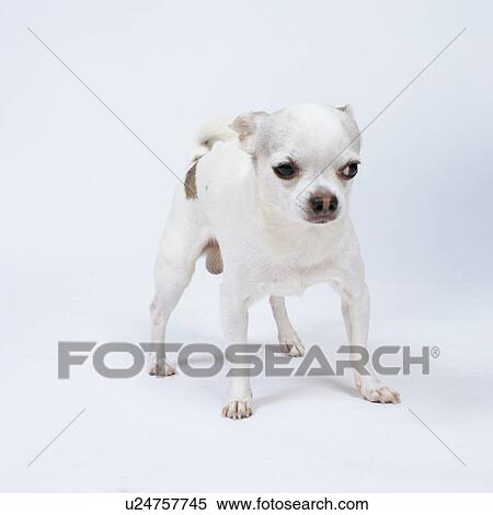 Chihuahua standing View Large Photo Image Stock Photography - Chihuahua standing. Fotosearch