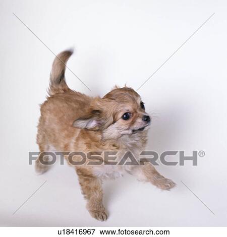 Chihuahua stretching View Large Photo Image Stock Photo - Chihuahua stretching. Fotosearch