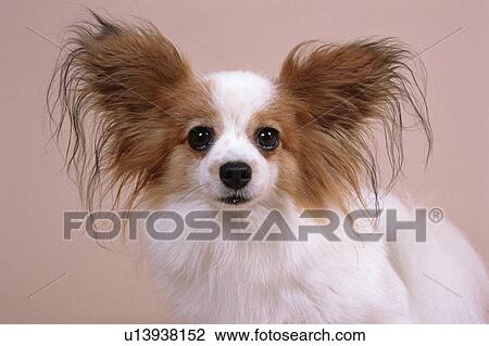 Stock Image - Close up of a cute Papillon. Fotosearch