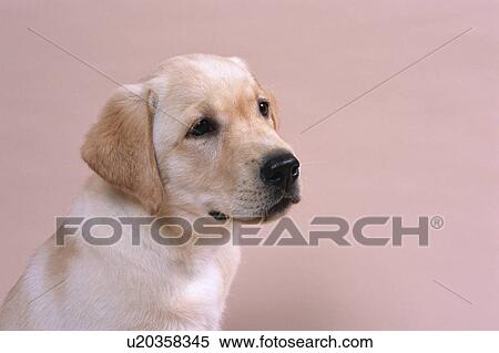 Stock Photography - Close up of a Labrador retriever. Fotosearch