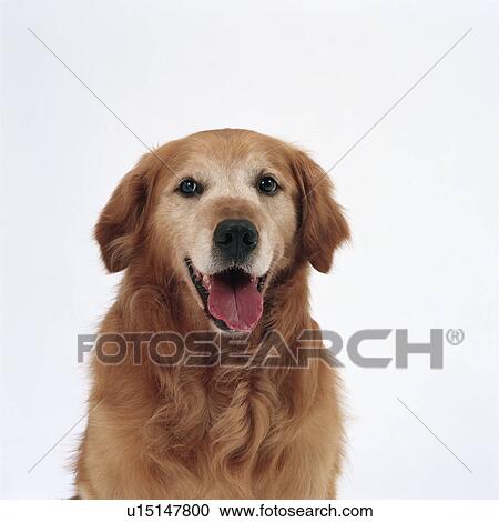 Close up of an adult golden retriever View Large Photo Image Stock Image - Close up of an adult golden retriever. Fotosearch