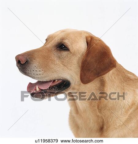 Stock Photo - Close up of Labrador retriever. Fotosearch