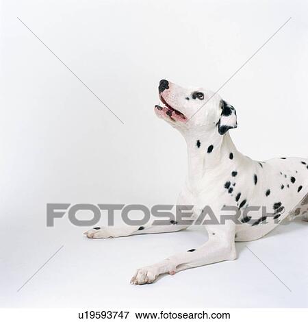 Dalmatian looking up View Large Photo Image Stock Photo - Dalmatian looking up. Fotosearch
