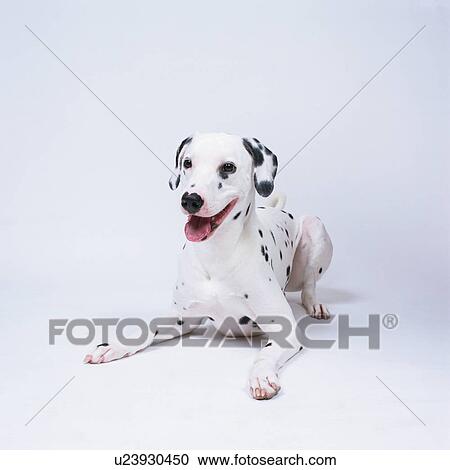 Stock Image - Dalmatian lying. Fotosearch