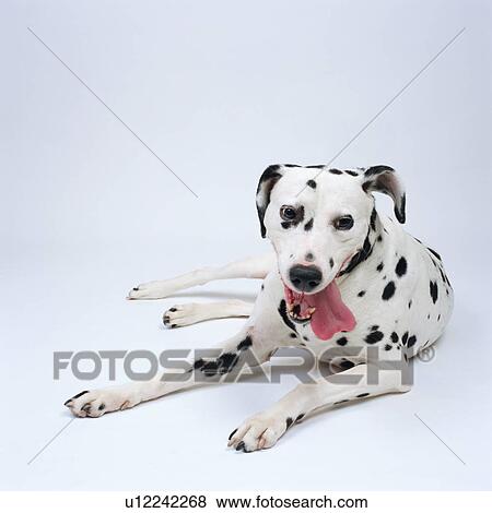 Dalmatian lying View Large Photo Image Stock Photo - Dalmatian lying. Fotosearch