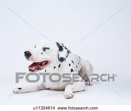 Picture - Dalmatian yawning. Fotosearch