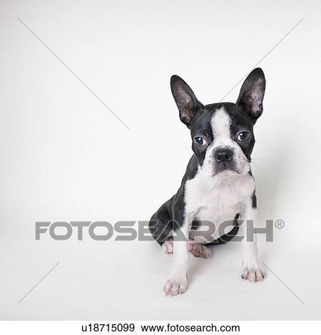 Front view of a Boston terrier View Large Photo Image Stock Photo - Front view of a Boston terrier. Fotosearch