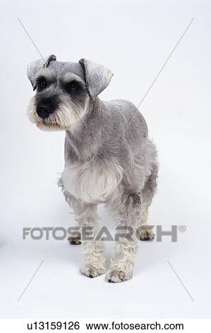 Grayish wire haired miniature schnauzer standing View Large Photo Image Stock Photograph - Grayish wire haired miniature schnauzer standing. Fotosearch