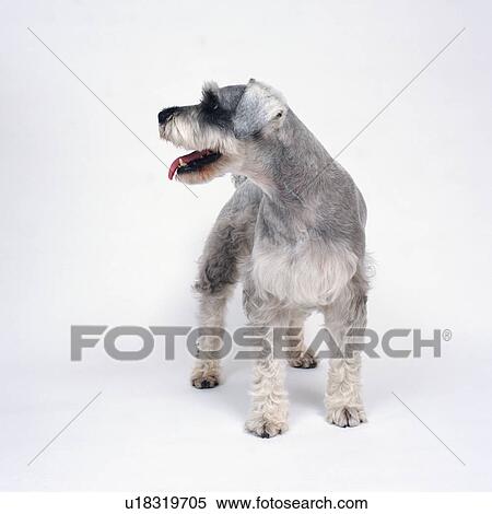 Grayish wire haired miniature schnauzer standing View Large Photo Image Stock Photography - Grayish wire haired miniature schnauzer standing. Fotosearch