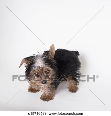 Stock Image - High angle view of a Yorkshire terrier. Fotosearch
