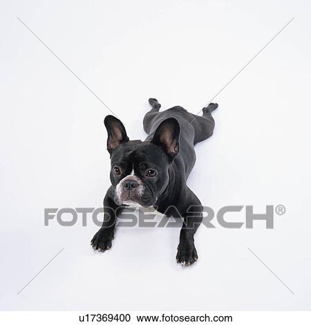 High angle view of black French bulldog lying View Large Photo Image Stock Image - High angle view of black French bulldog lying. Fotosearch