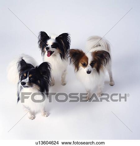 High angle view of three Papillons View Large Photo Image Picture - High angle view of three Papillons. Fotosearch